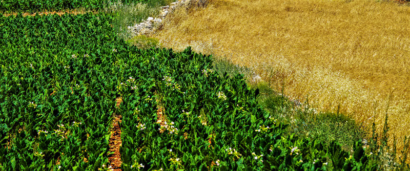 Óleo Mineral Agrícola